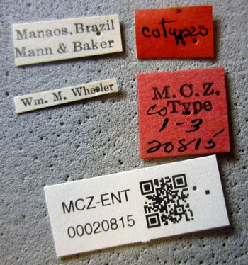 Media type: image;   Entomology 20815 Aspect: labels